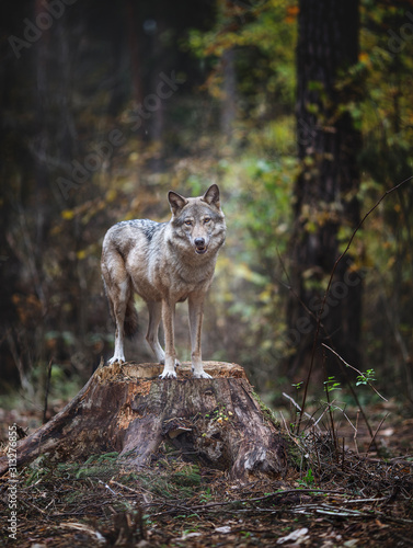 Wolf in the autumn in the forest
