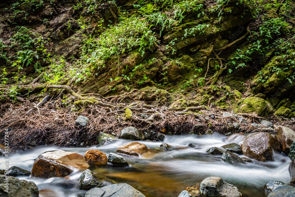 Sonoma Creek in the foreground with dense tangled roots and slanted mossy rocks with ferns and leaves at Sugarloaf Ridge State park in Kenwood California Sonoma Creek in the foreground with dense tangled roots and slanted mossy rocks with ferns and leaves at Sugarloaf Ridge State park in Kenwood California