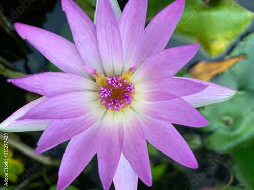 Beautiful of purple waterlily or lotus flower in Tub.