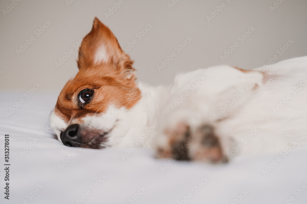 cute jack russell dog lying on bed cute jack russell dog lying on bed
