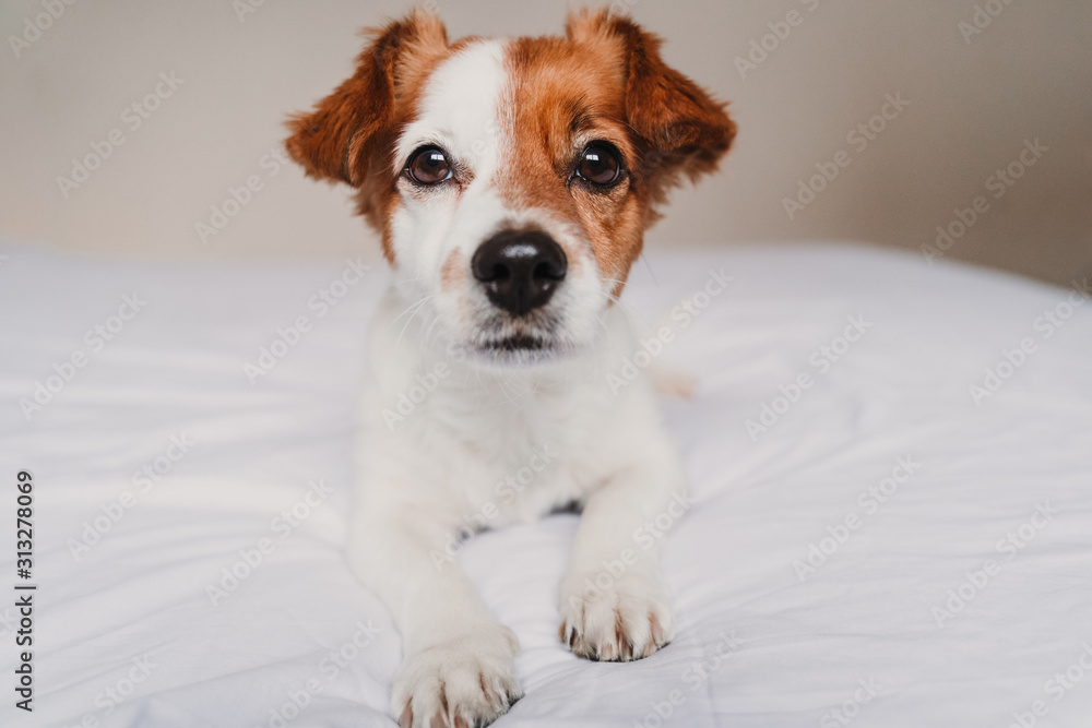 Fototapeta portrait of cute jack russell dog lying on bed looking at camera.