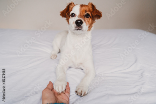 woman hand holding dog paw lying on bed