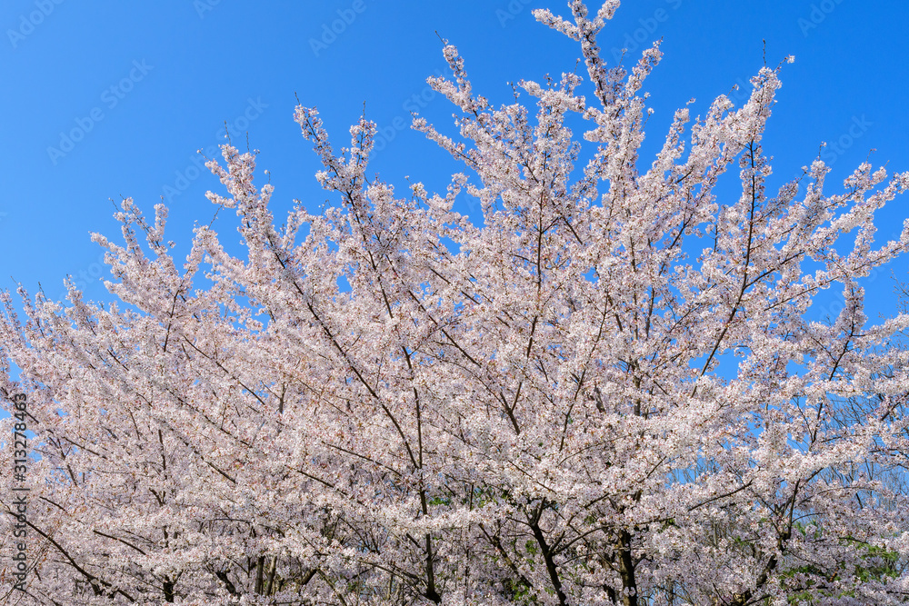 Large branch with white cherry tree flowers in full bloom and clear blue sky in a garden in a sunny spring day, beautiful Japanese cherry blossoms floral background, sakura Large branch with white cherry tree flowers in full bloom and clear blue sky in a garden in a sunny spring day, beautiful Japanese cherry blossoms floral background, sakura