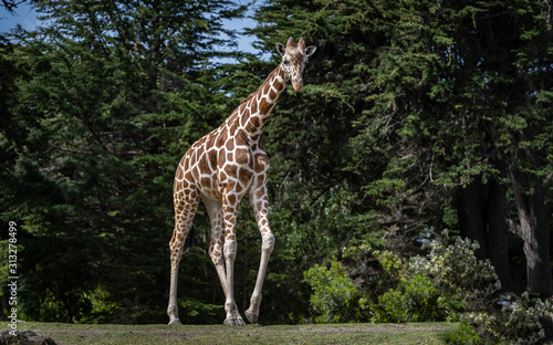 Giraffe walks across from left to right with dense trees in the background