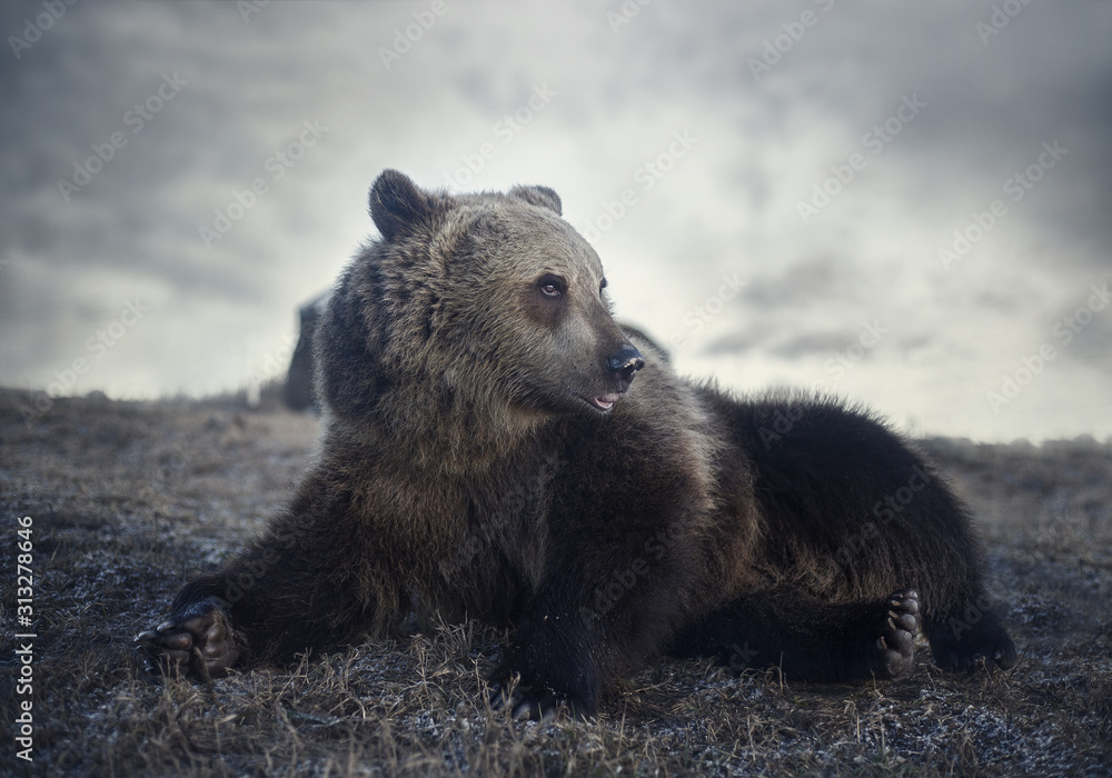Fototapeta premium Brown bear in cloudy weather