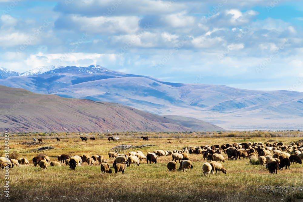 A flock of sheep grazing in the autumn Chui valley. Russia, Altai Republic