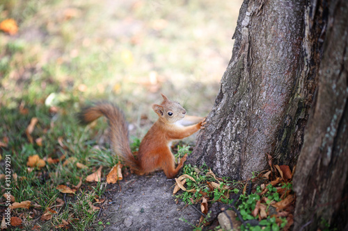 Little squirrel at the roots of a tree in summer