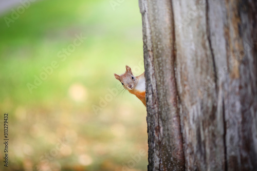 Little squirrel peeks out from behind a tree