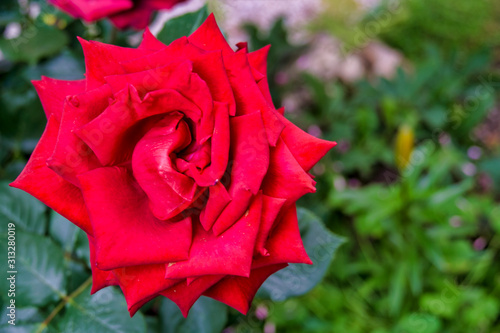 Rote Rose