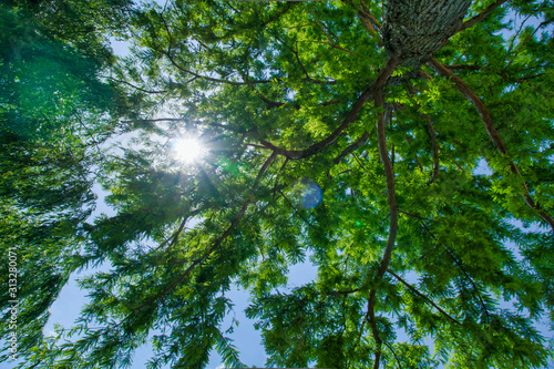 Sonnenstrahlen in einer Baumkrone