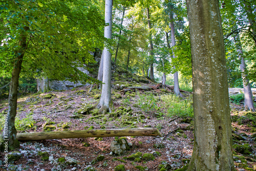 Der Wald