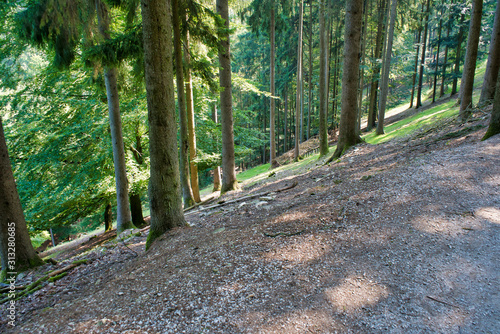 steiler Abhang im Wald