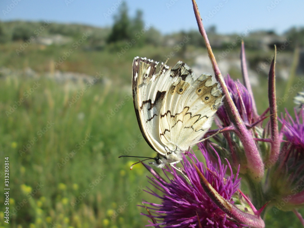Beautiful butterfly in nature