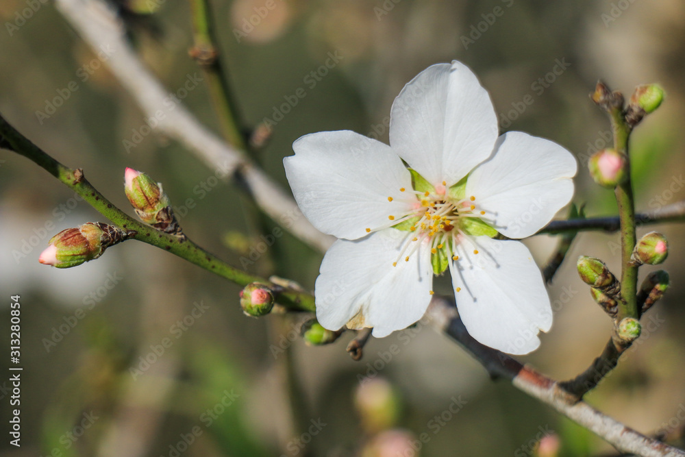 A beautiful natural flower