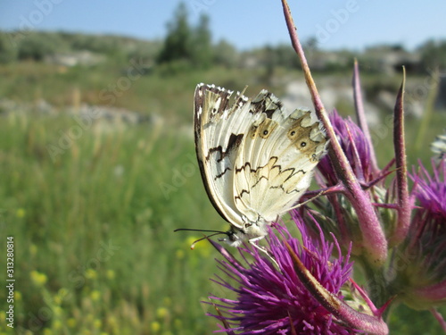 Obraz na płótnie Beautiful butterfly in nature w salonie