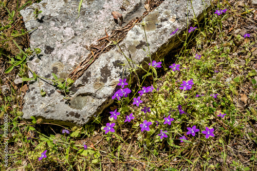 Purple flowers next to ruin stone. Beautiful warm spring day and archeological ruins at Butrint National Park, Albania, UNESCO heritage. Travel photography with fresh green flora and clear blue sky photo