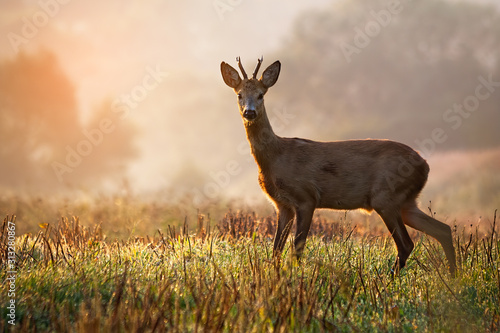 Fotografia Curious roe deer, capreolus capreolus, buck standing on a stubble field at sunrise in summer