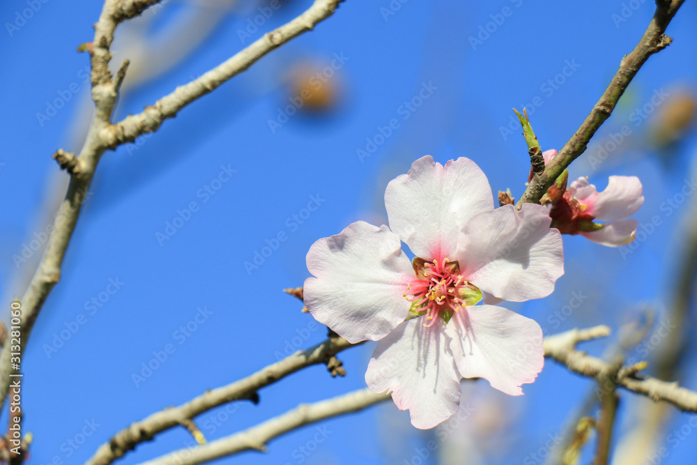 A beautiful natural flower