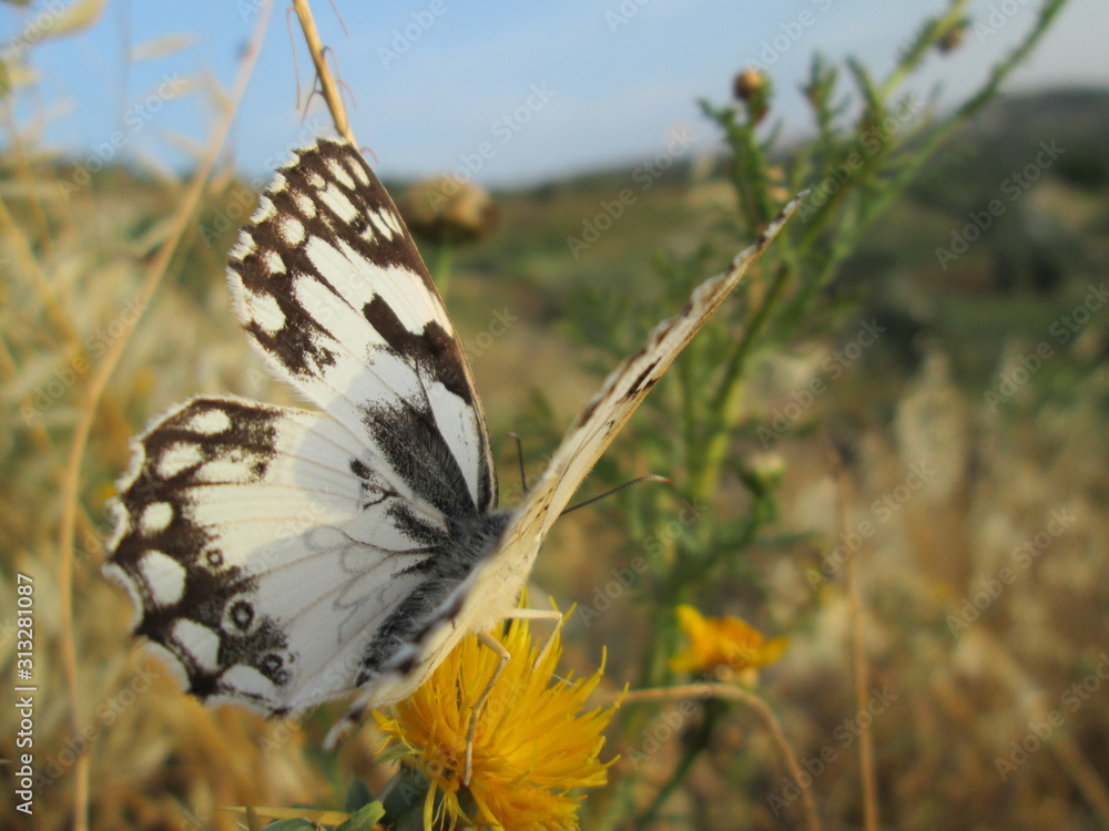 Beautiful butterfly in nature