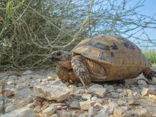 Obraz na płótnie tortoise w salonie