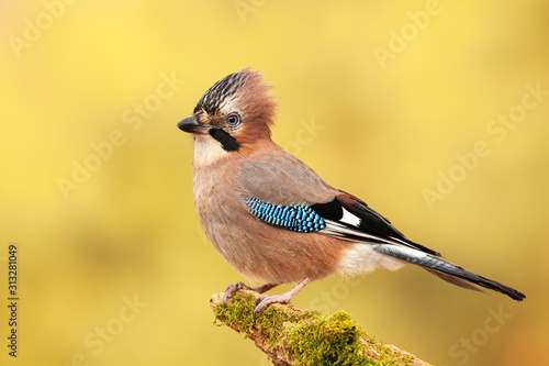 Eurasian jay, garrulus glandarius, sitting on a moss covered branch in autumn. Intelligent wild bird in natural environment with blurred yellow background.