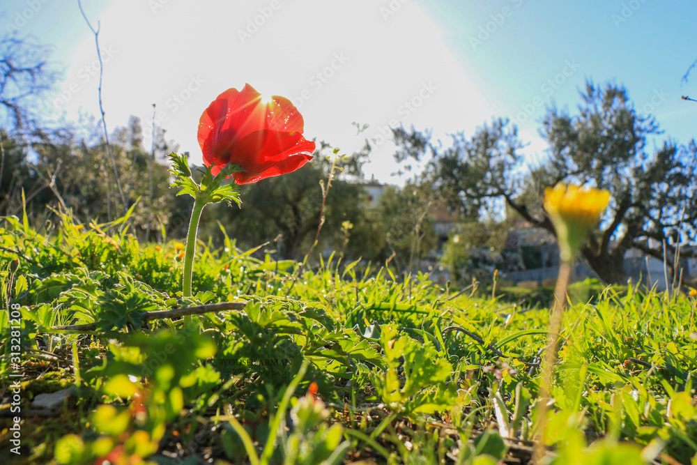 A beautiful natural flower