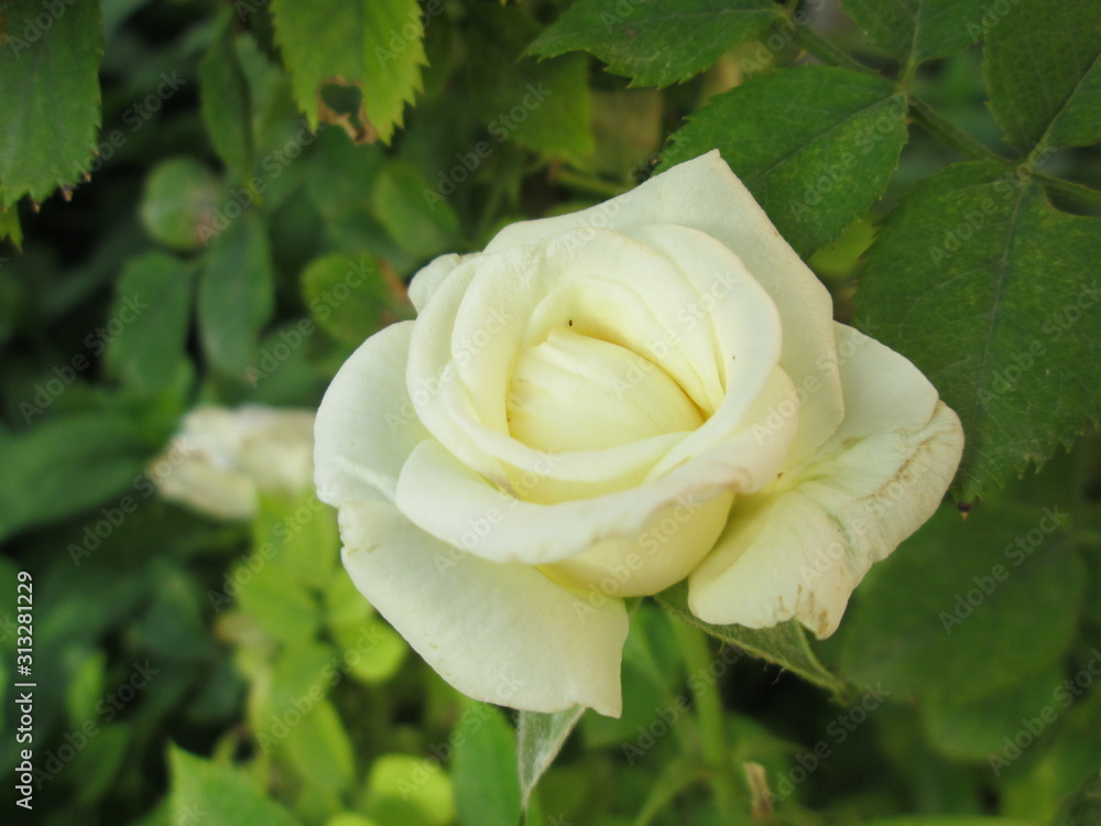 A beautiful natural flower