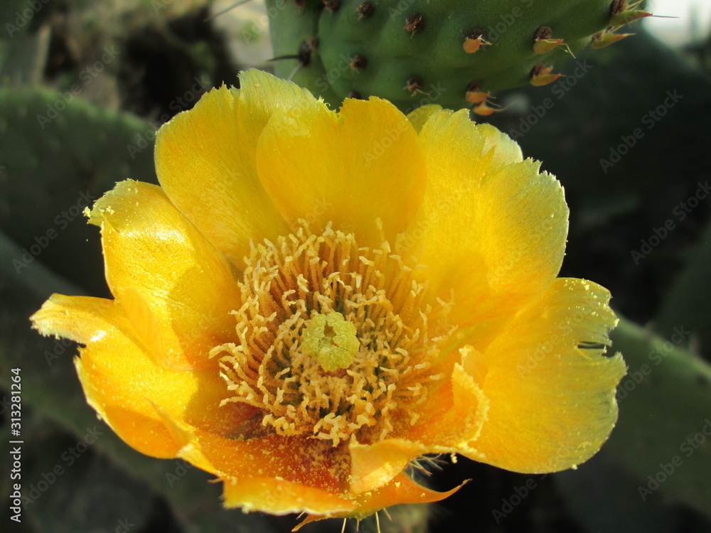 A beautiful natural flower