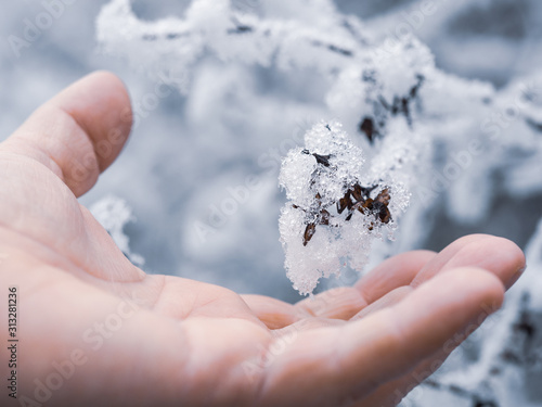 Hand holding frozen branch of tree in winter