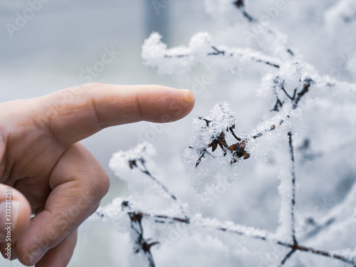 Hand touching frozen branch of tree in winter