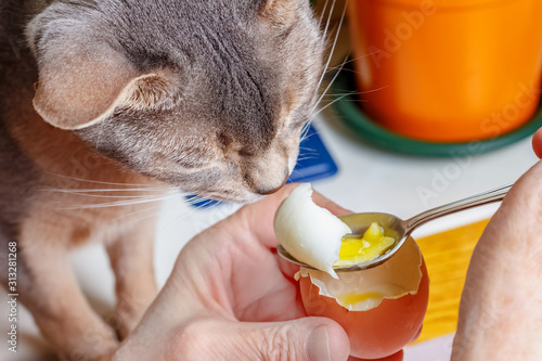 Abyssinian cat sniffs boiled chicken egg with liquid yolk on the teaspoon in the woman hands