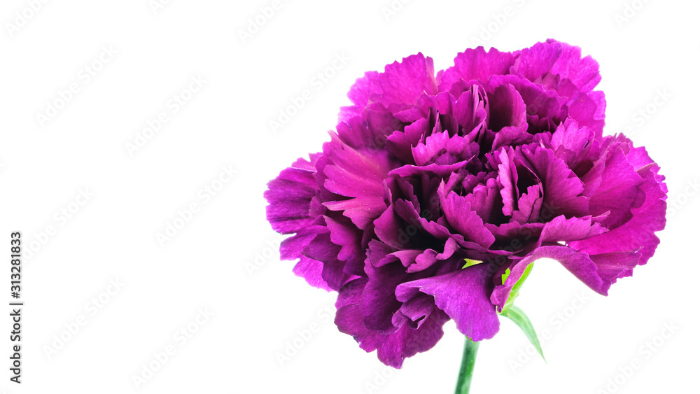 Purple carnation on white background