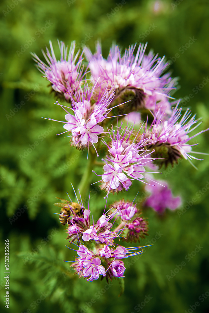 Beautiful purple flower in a garden with a wasp on a blossom