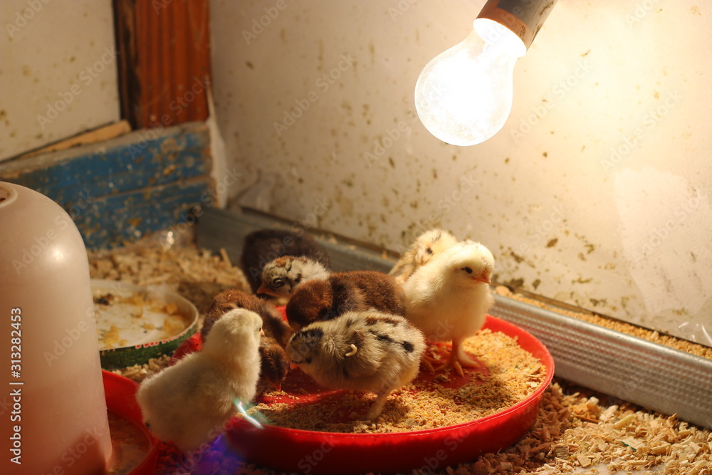 Chicken chicks