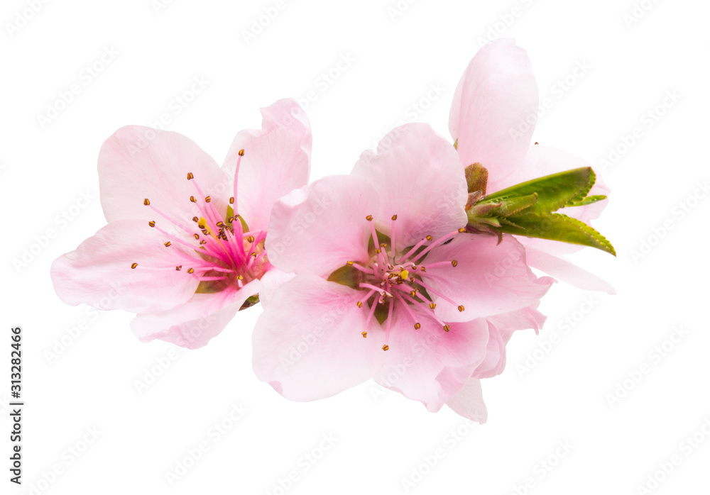 Fototapeta premium sakura flower isolated