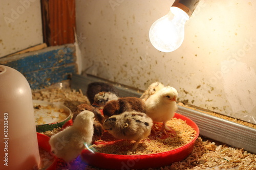 Obraz na płótnie Chicken chicks w salonie