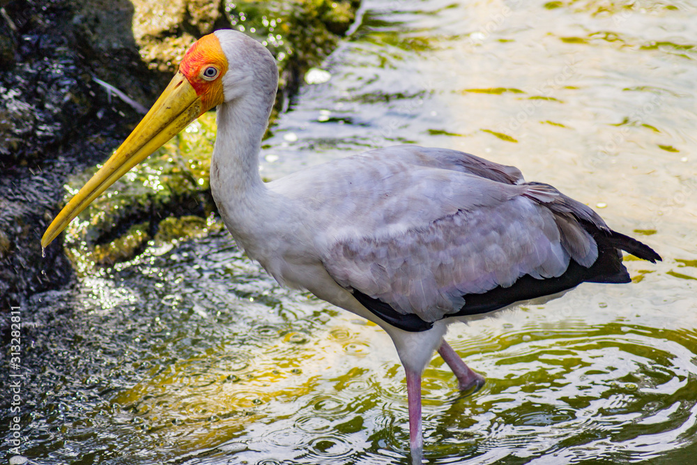 Fotografie yellow billed stork wading in water