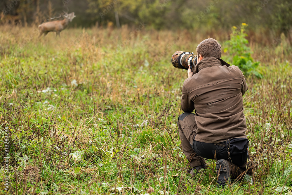 Wildlife photographer in brown cloths taking pictures of red deer, cervus elaphus, stag roaring on a meadow. Man with brown hair holding camera with telephoto lens in nature.