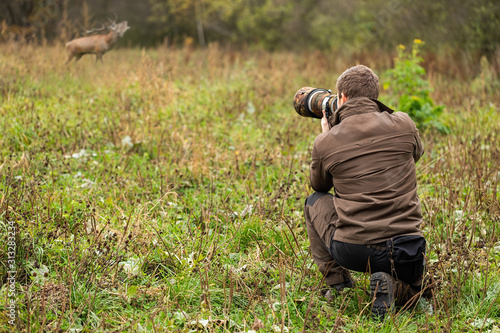 Obraz na płótnie Wildlife photographer in brown cloths taking pictures of red deer, cervus elaphus, stag roaring on a meadow. Man with brown hair holding camera with telephoto lens in nature. w salonie