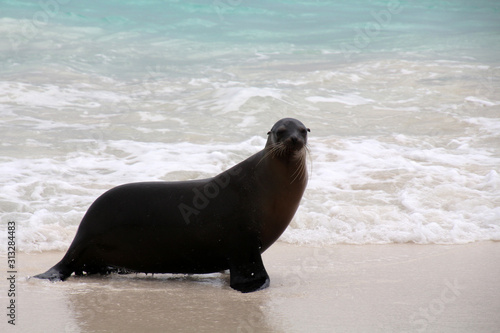 Galapagos-Seelöwe