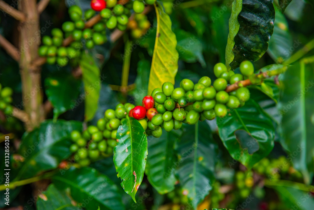 Coffee beans ripening on tree in Costa Rica. Coffee beans ripening on tree in Costa Rica.