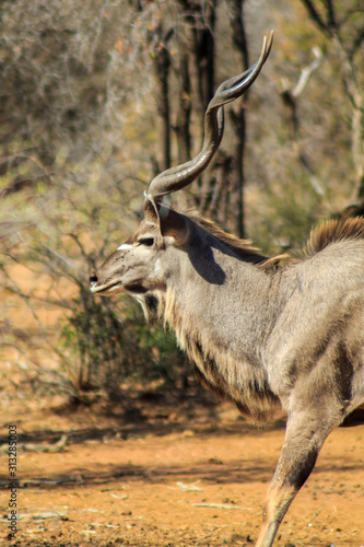 Kudu in profile