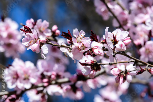 Close of many delicate pink flowers on branches of Prunus cerasifera decorative tree in a garden in a sunny spring day, beautiful outdoor floral background, sakura