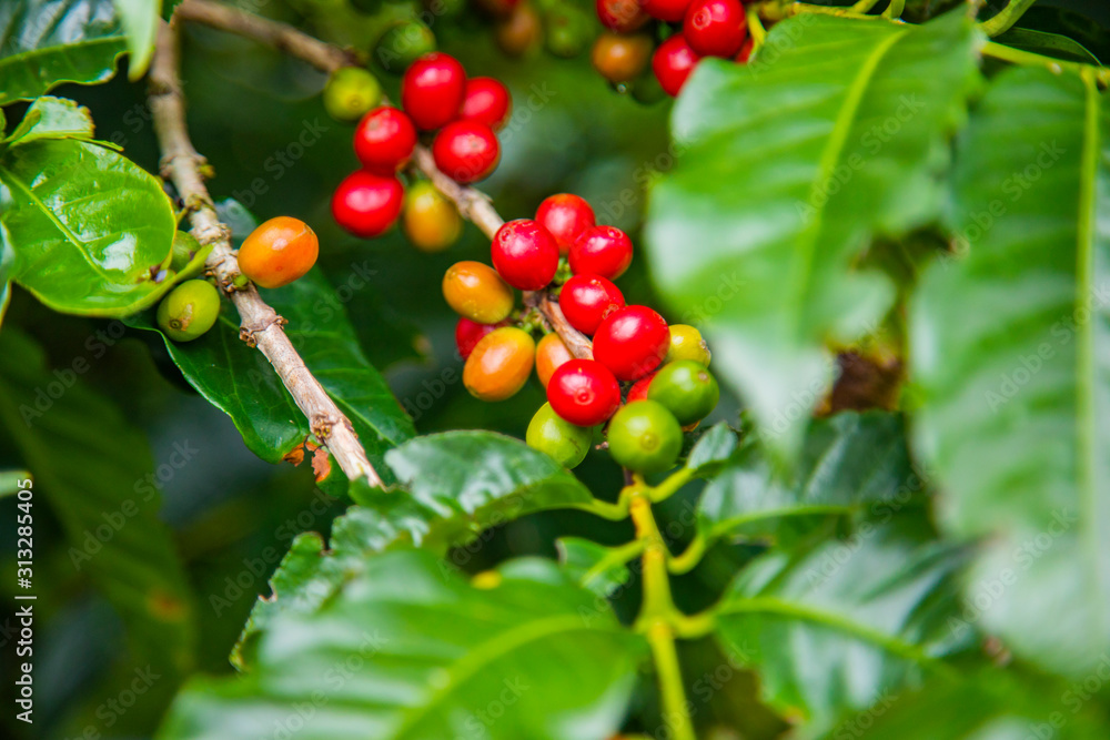 Coffee beans ripening on tree in Costa Rica. Coffee beans ripening on tree in Costa Rica.