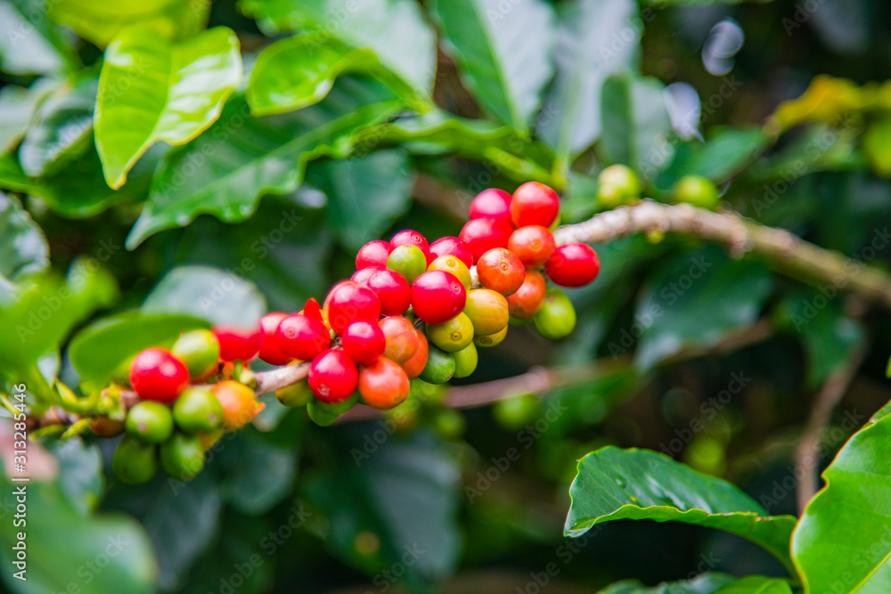 Coffee beans ripening on tree in Costa Rica. Coffee beans ripening on tree in Costa Rica.