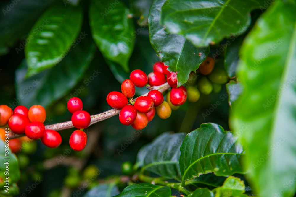 Obraz premium Coffee beans ripening on tree in Costa Rica.