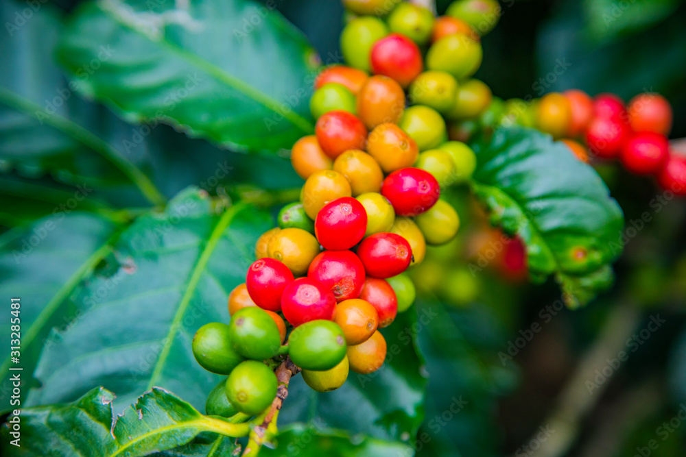 Coffee beans ripening on tree in Costa Rica. Coffee beans ripening on tree in Costa Rica.