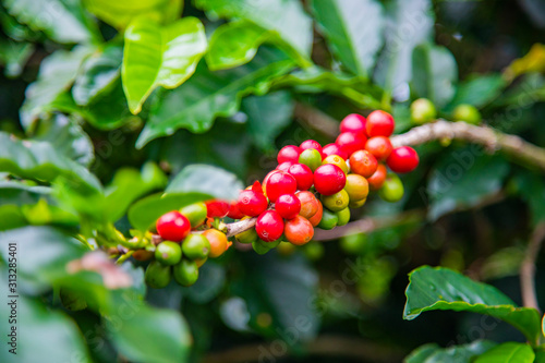 Coffee beans ripening on tree in Costa Rica.