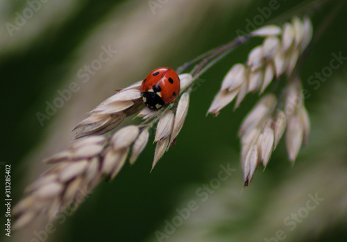 ladybird on wheat