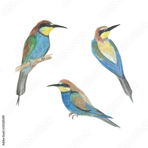Watercolor painting set of european Bee-eater isolated on white © ramiia